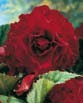 Begonia DOUBLE MEMORY RED